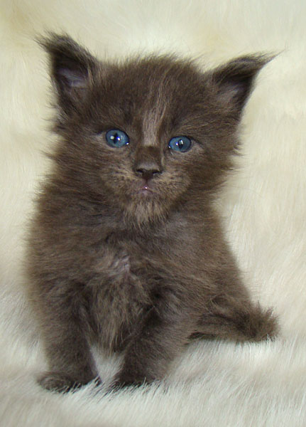 ���� ��� ������� ��������� Catsvill County!  ���� ����! ������ ������ ���� ���! ���� ��� ������ ������ � ����� ����!!! �������� ���� ����� Catsvill County +7-926-544-74-09  ���� ��� �������� ������. ���� ��� ������, ���� ��� �������, ���� ��� ������,  ���� ��� ����, ���� ��� ��������, ���� ����,  ������ ������ ���� ���,  ������ ����-����, ����� ������� ������ �����, ����� ����� ������!